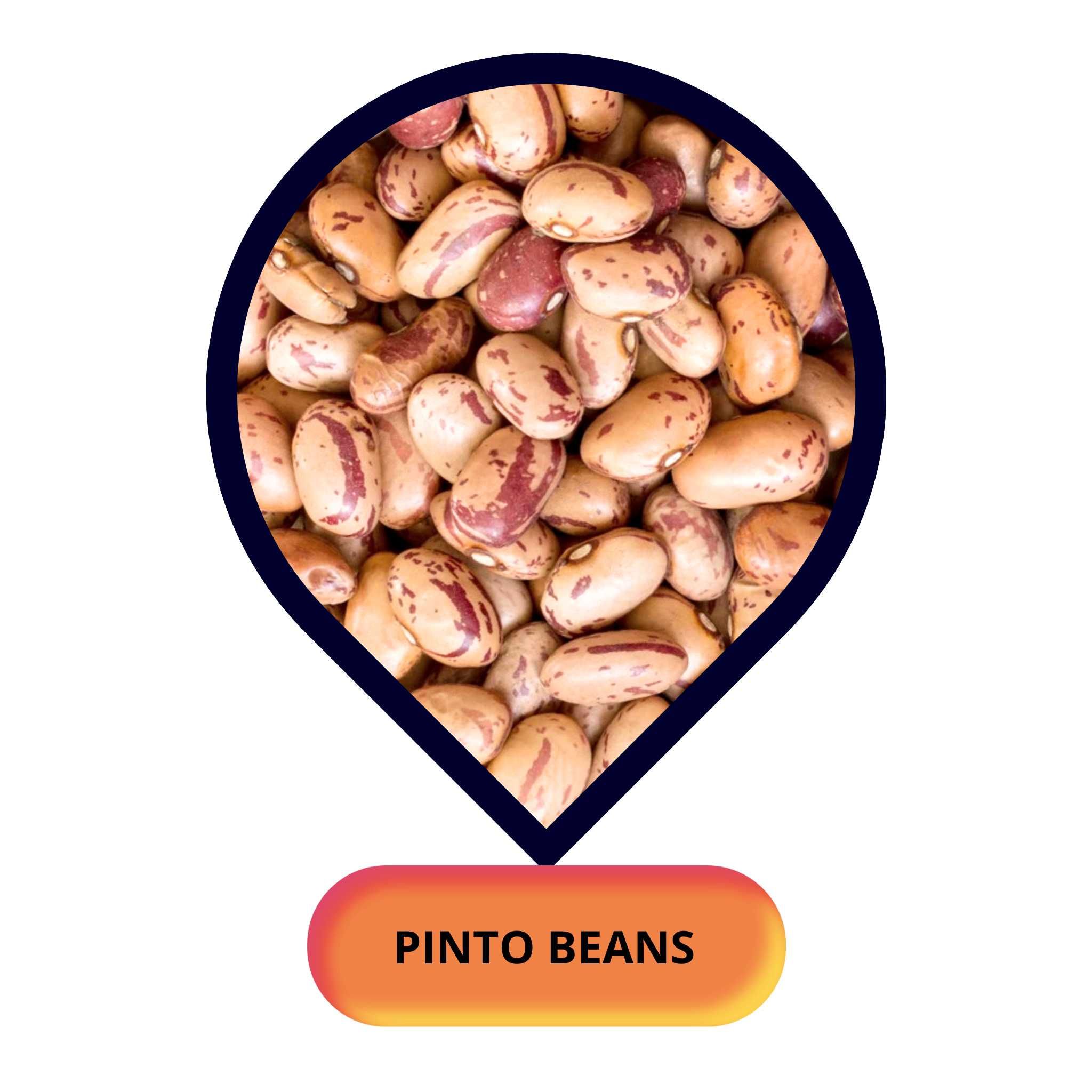 Pinto Beans