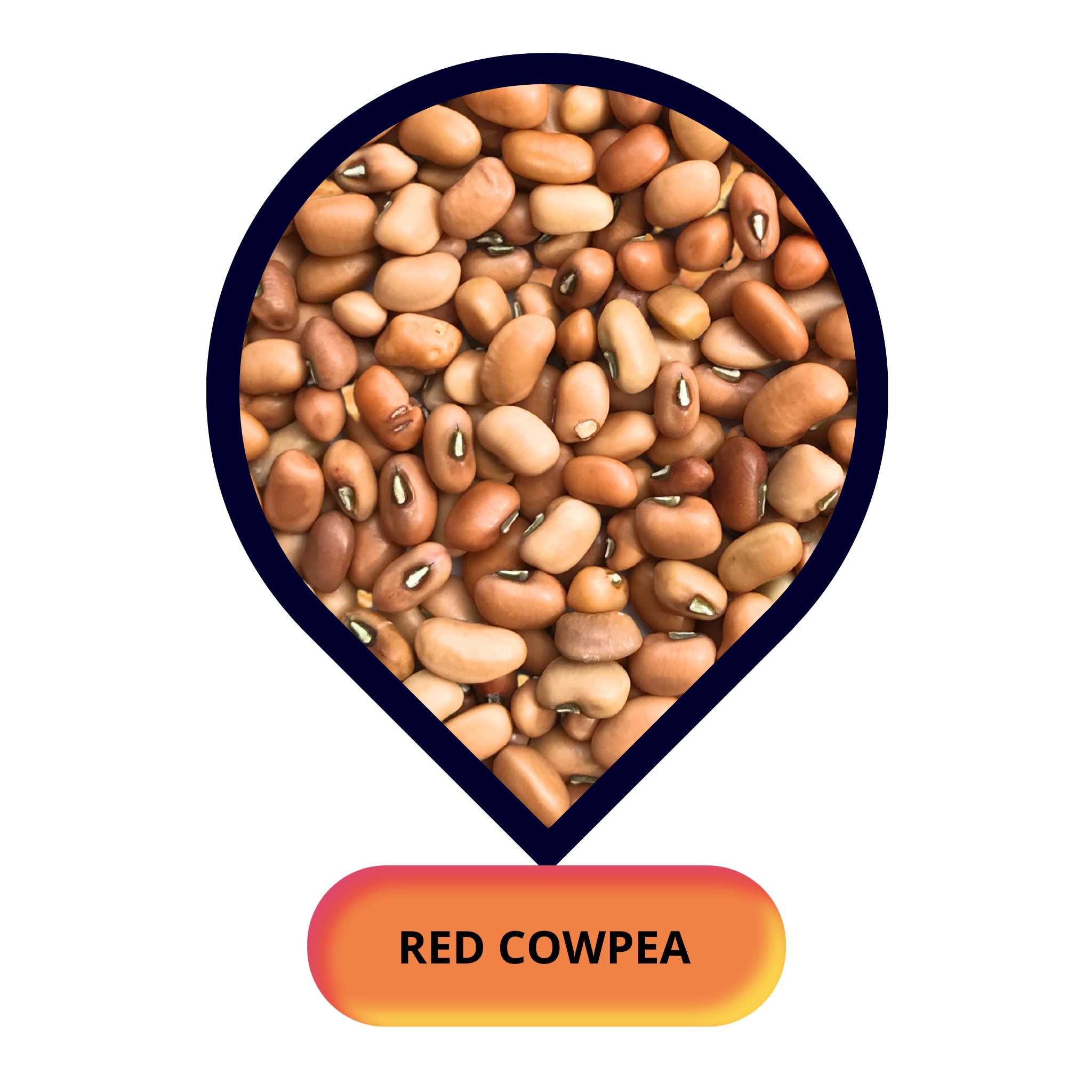 Red Cowpea