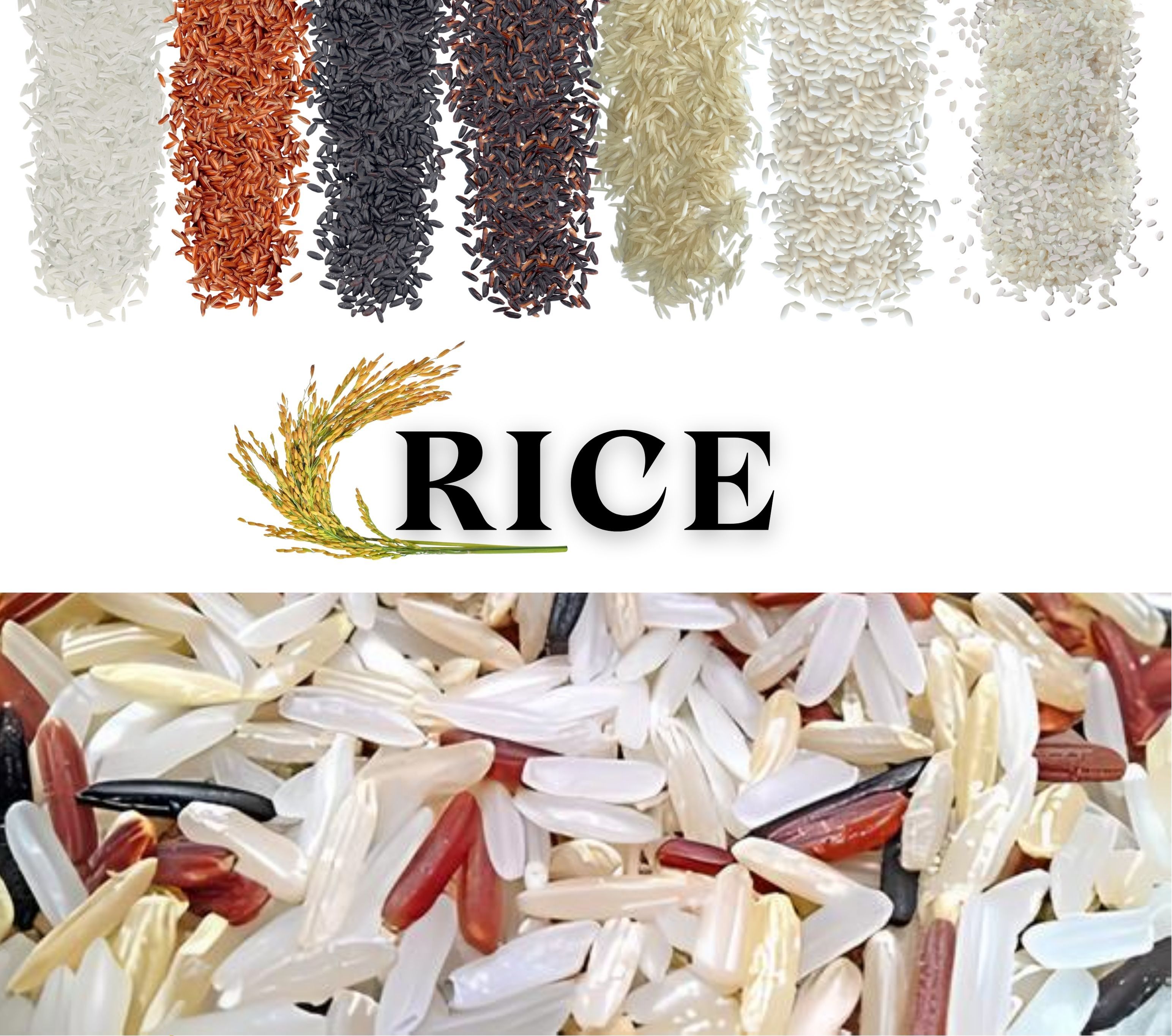 Rice